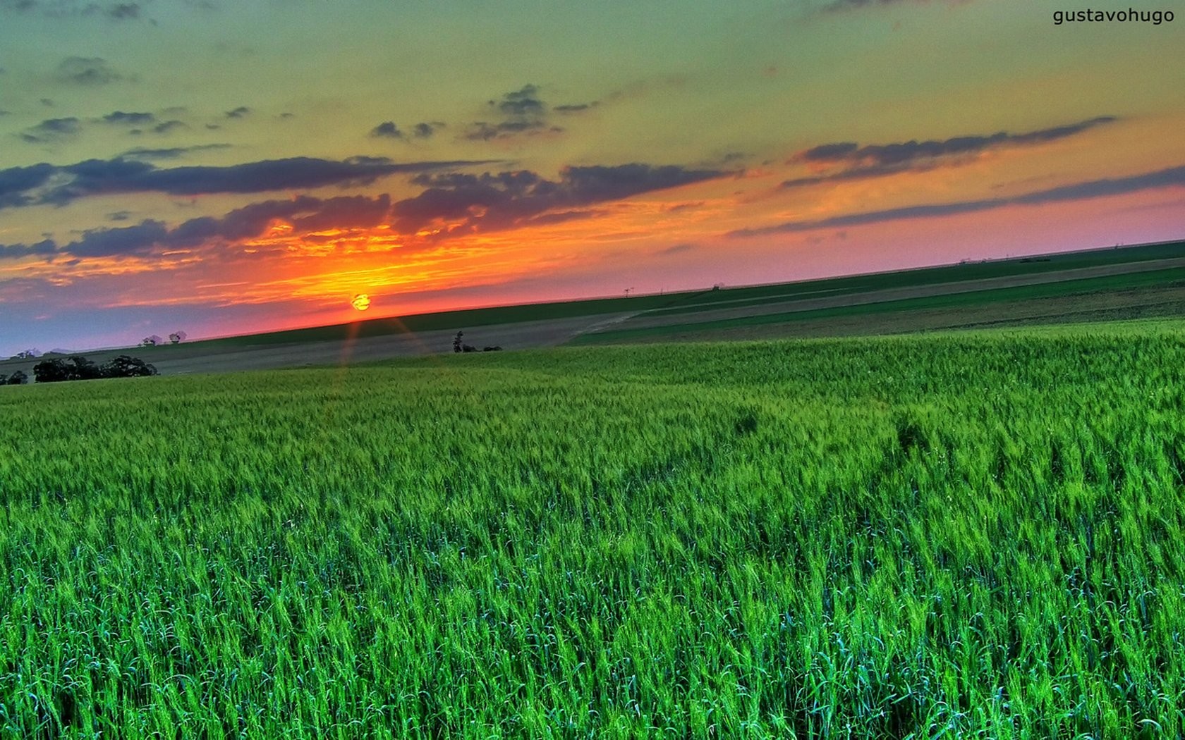 gras schönheit natur