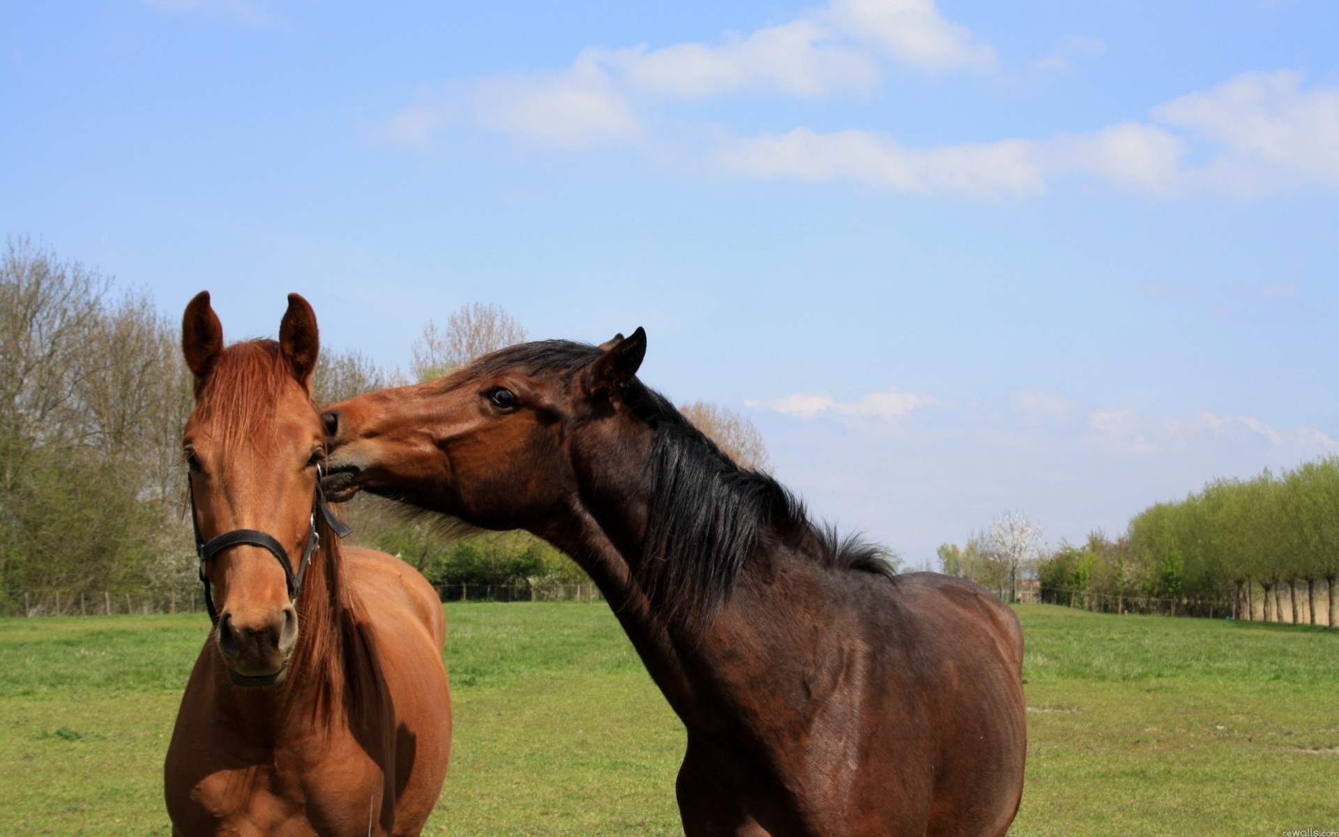 chevaux promenade couple herbe