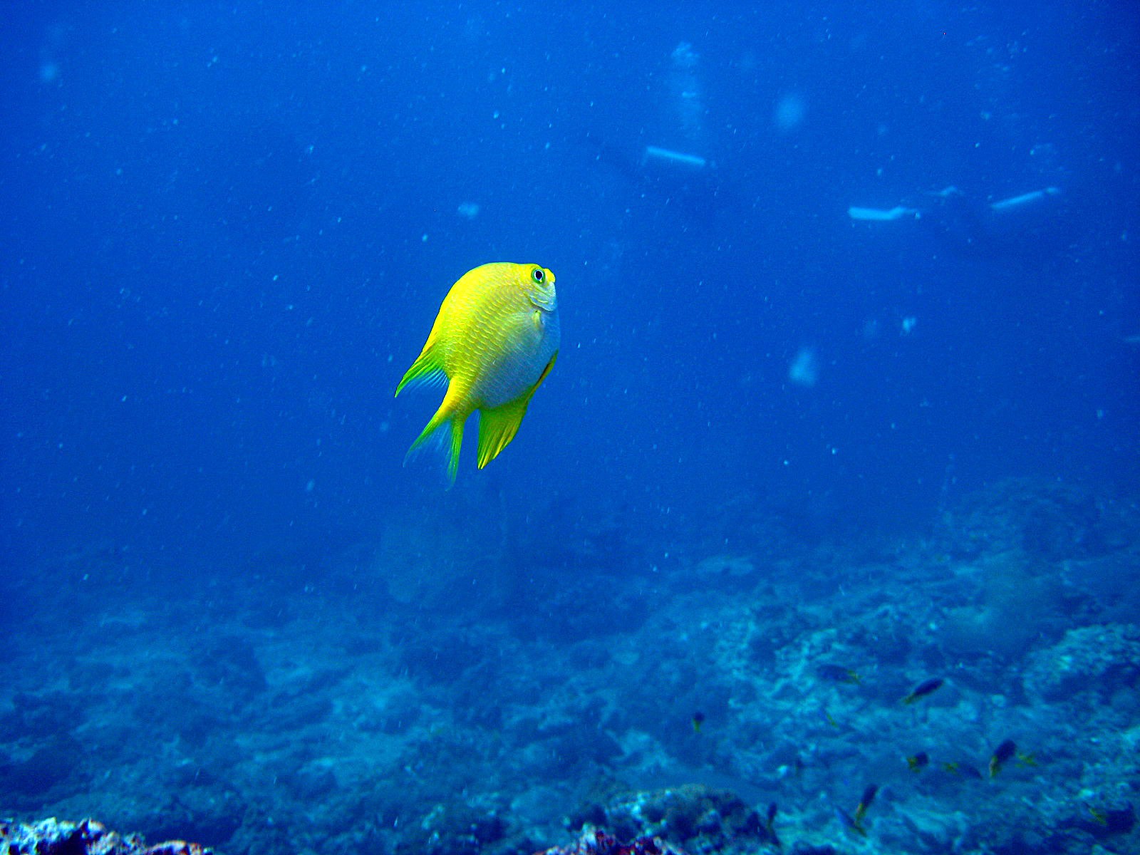 pescado mar tailandia mar