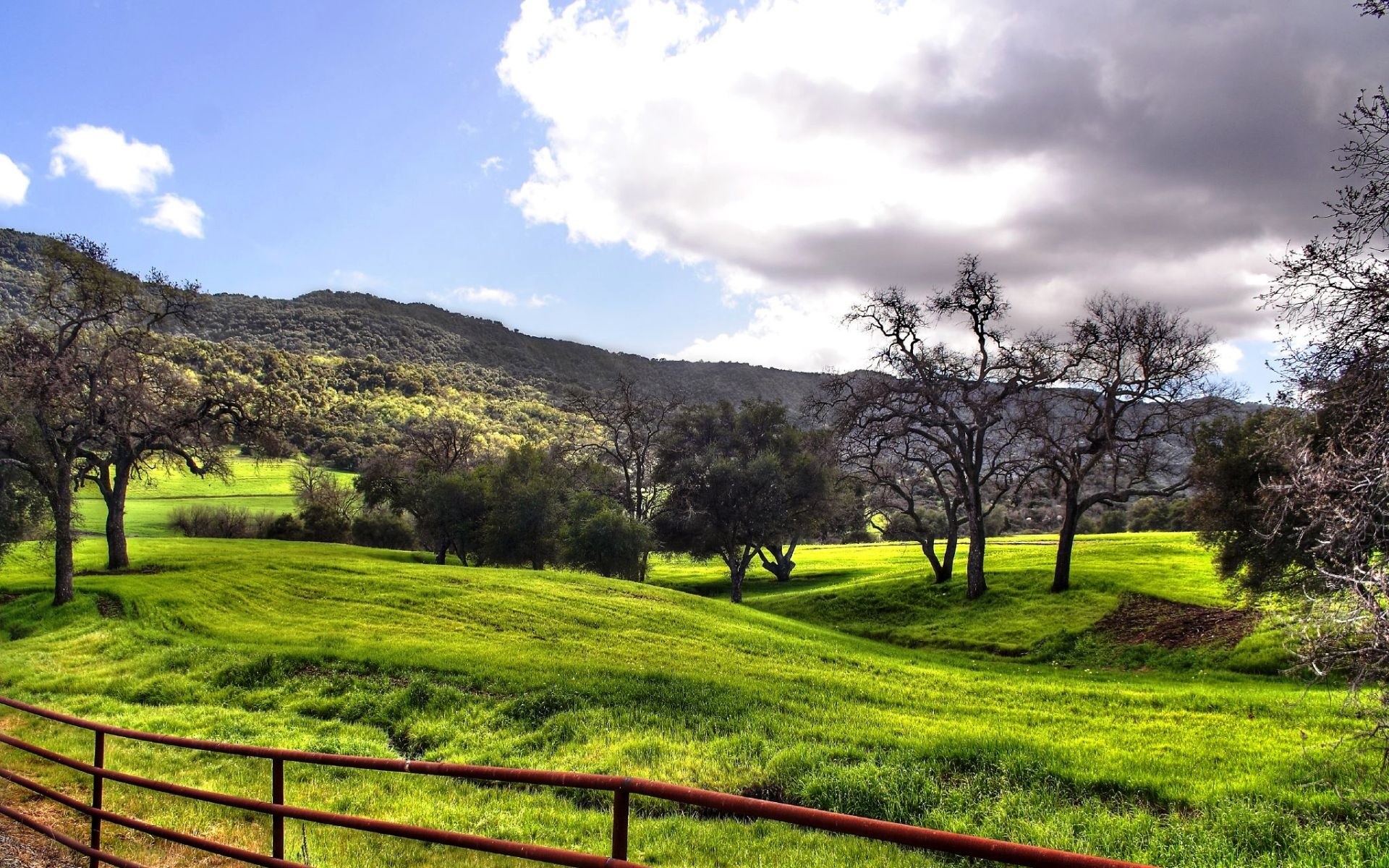 paisaje hierba árboles maravillosamente