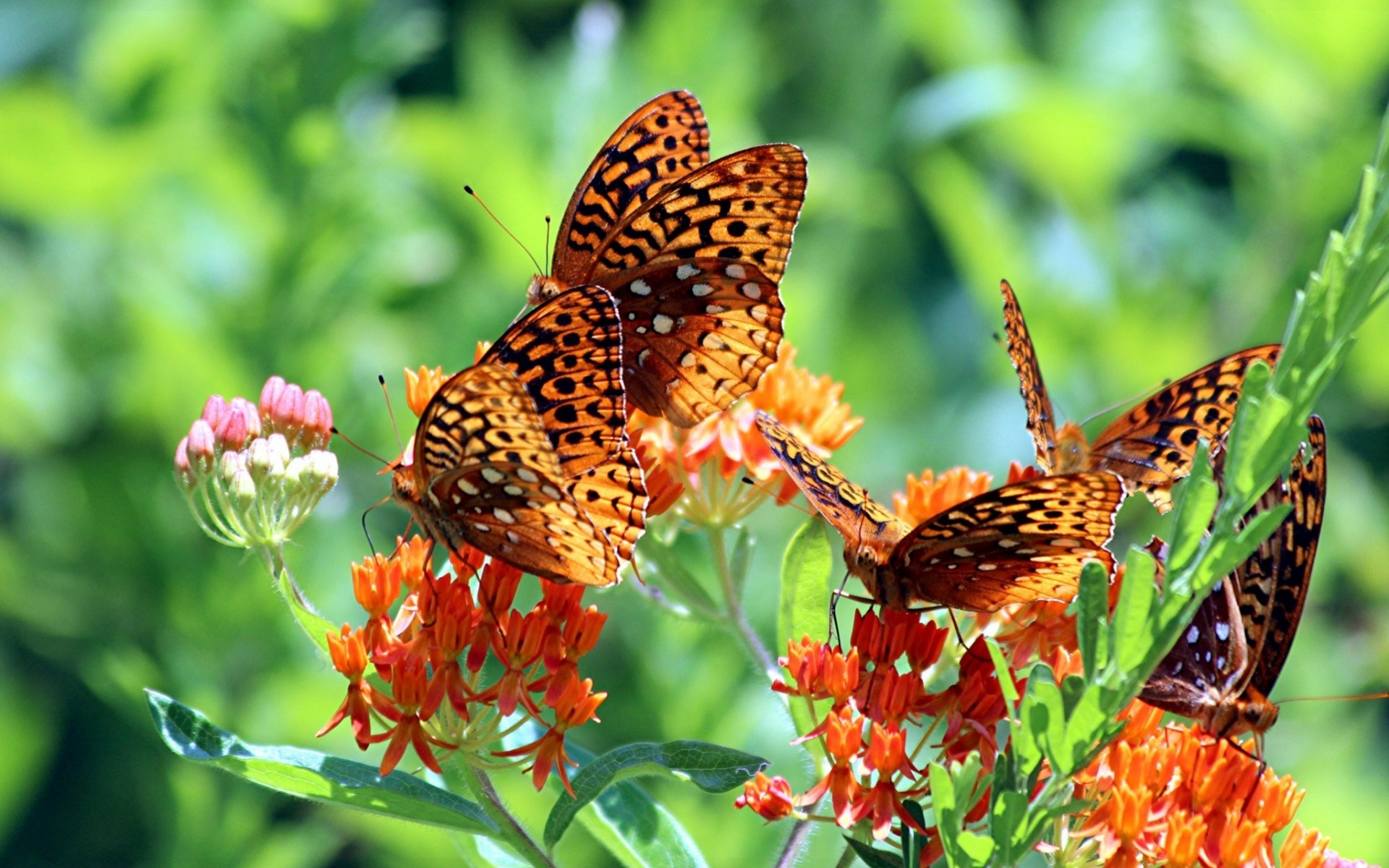 close up butterfly flower