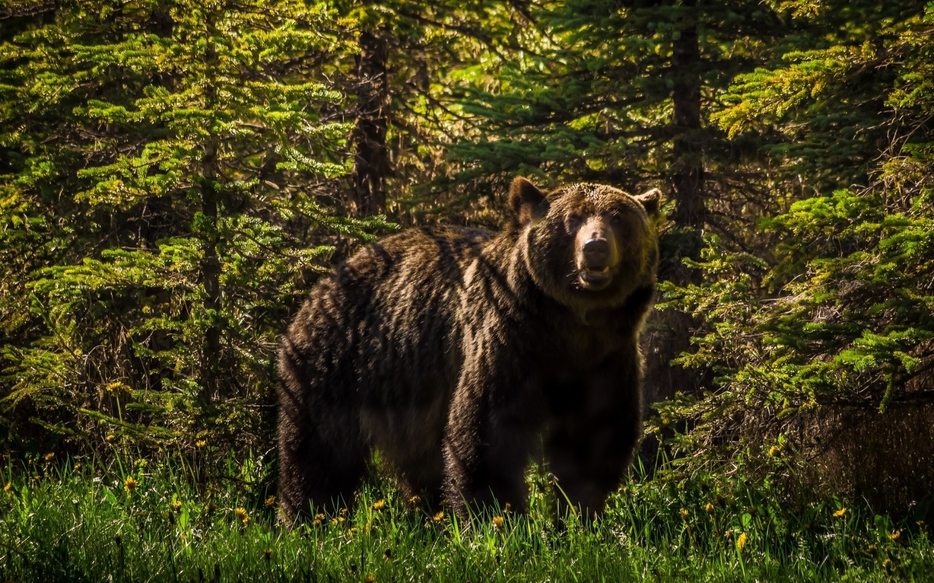 ours forêt grizzly