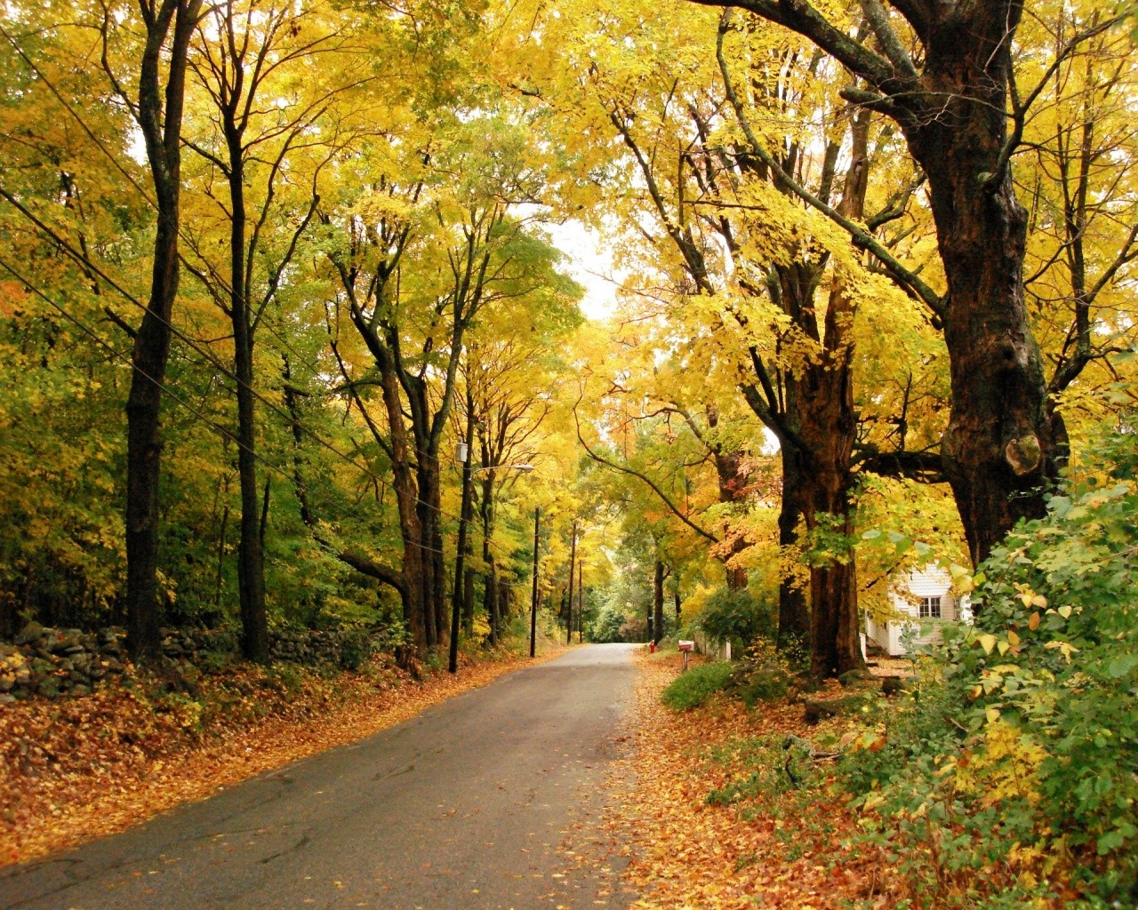 route automne feuillage