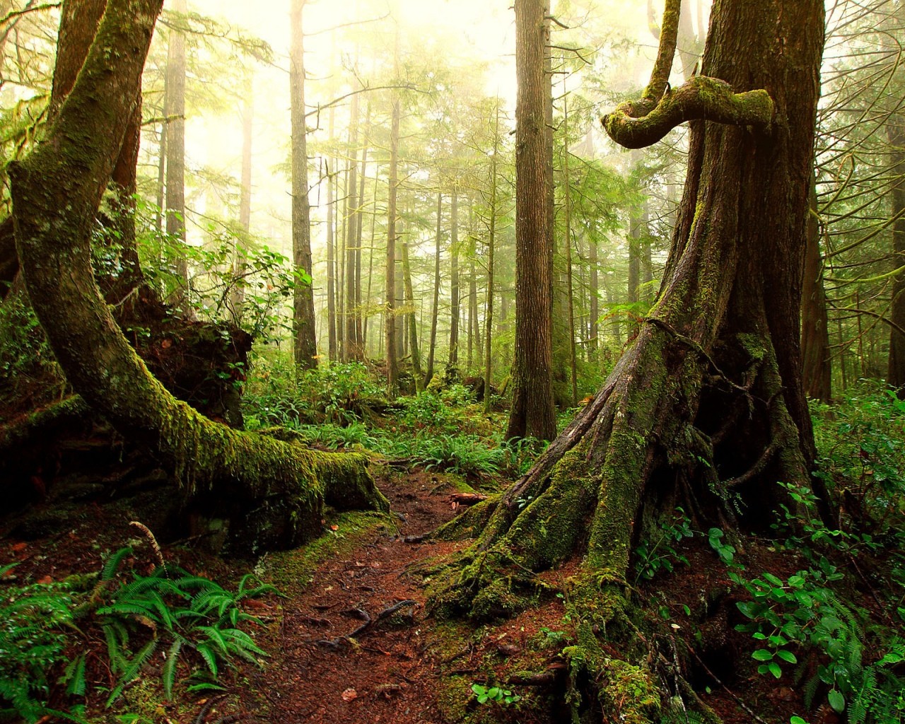 Сказочный хвойный лес