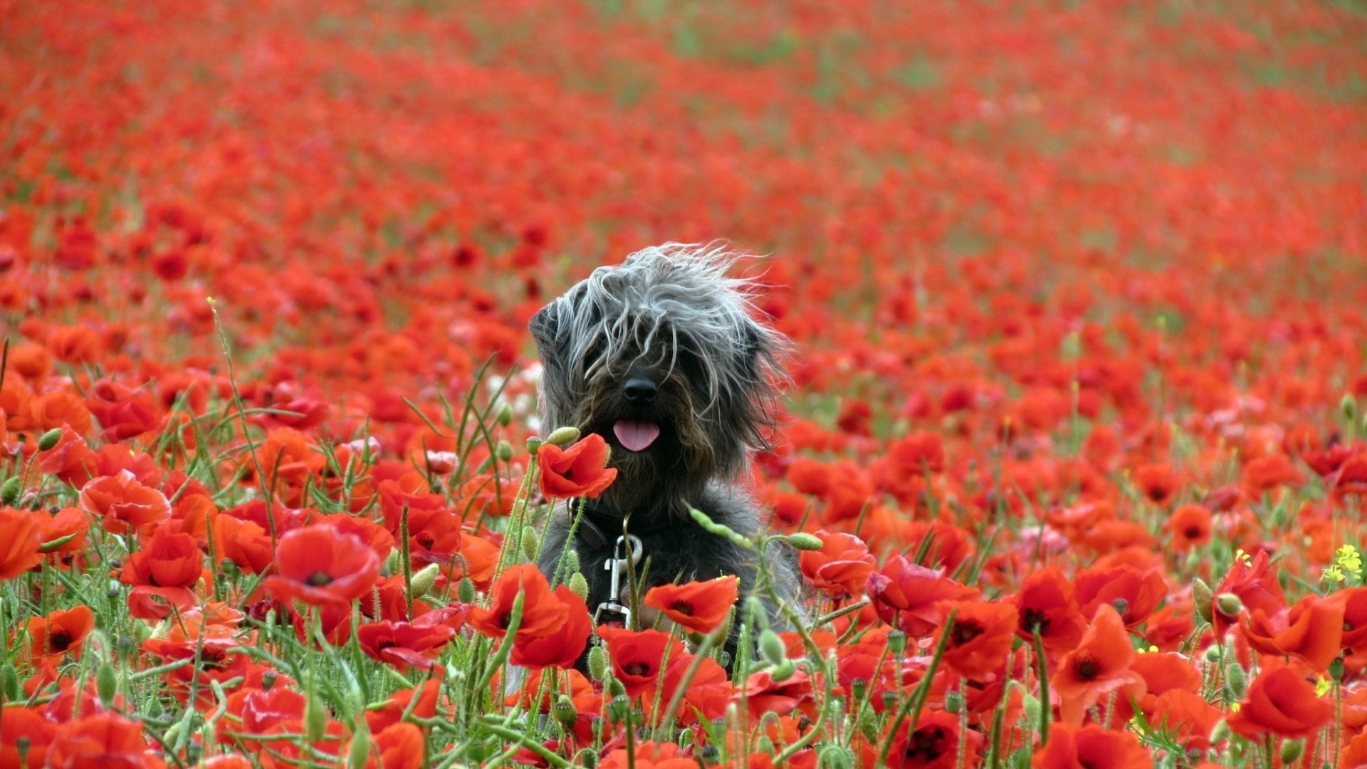 chien coquelicots nature