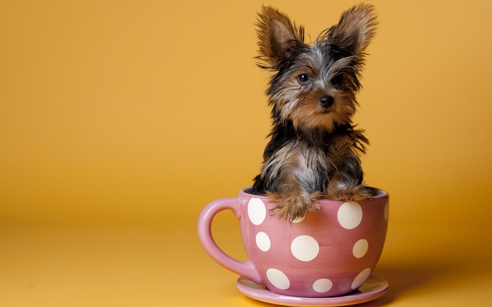 hintergrund hund tasse