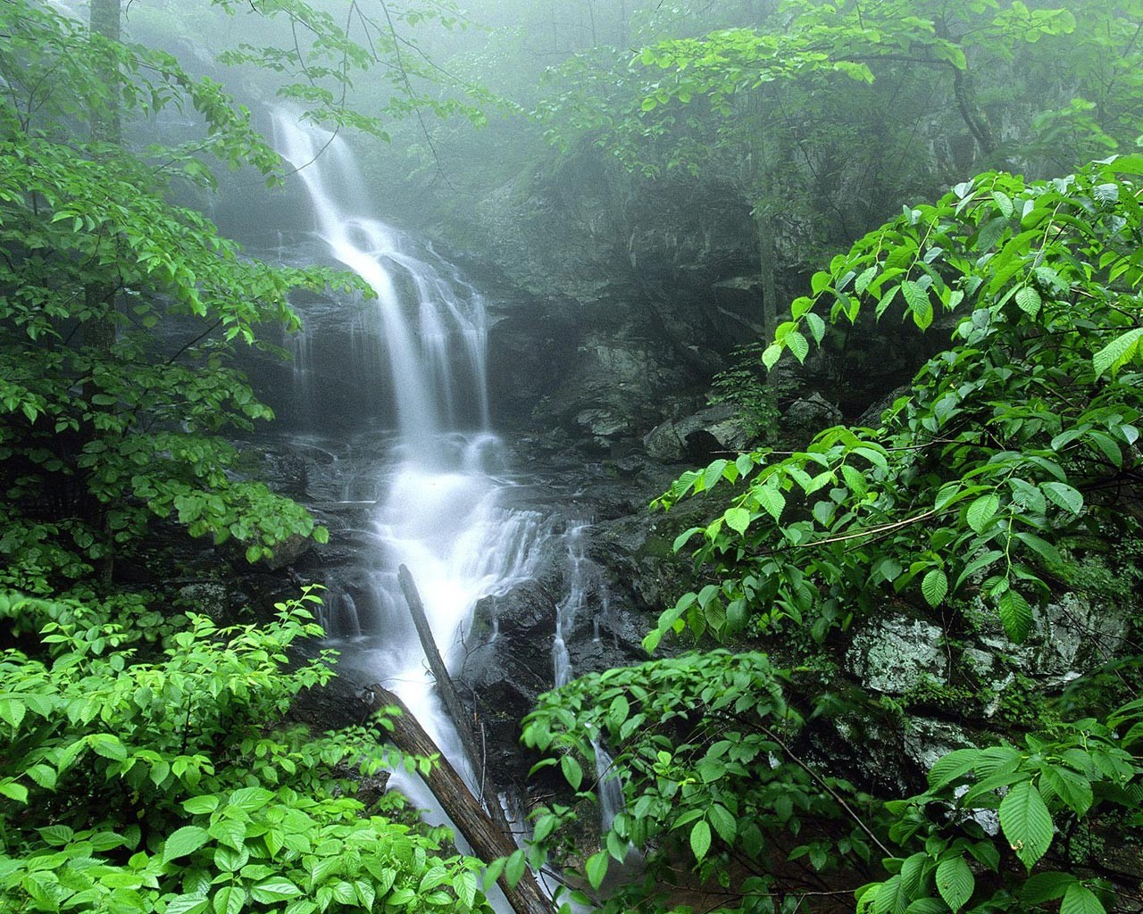 cascata fogliame natura