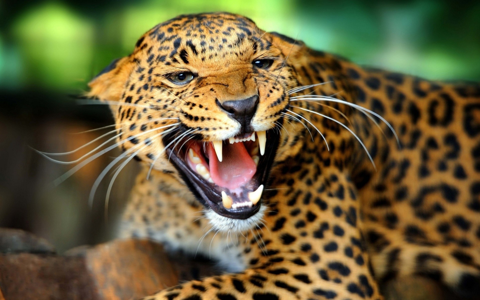 animaux guépard vue prédateur grand chat