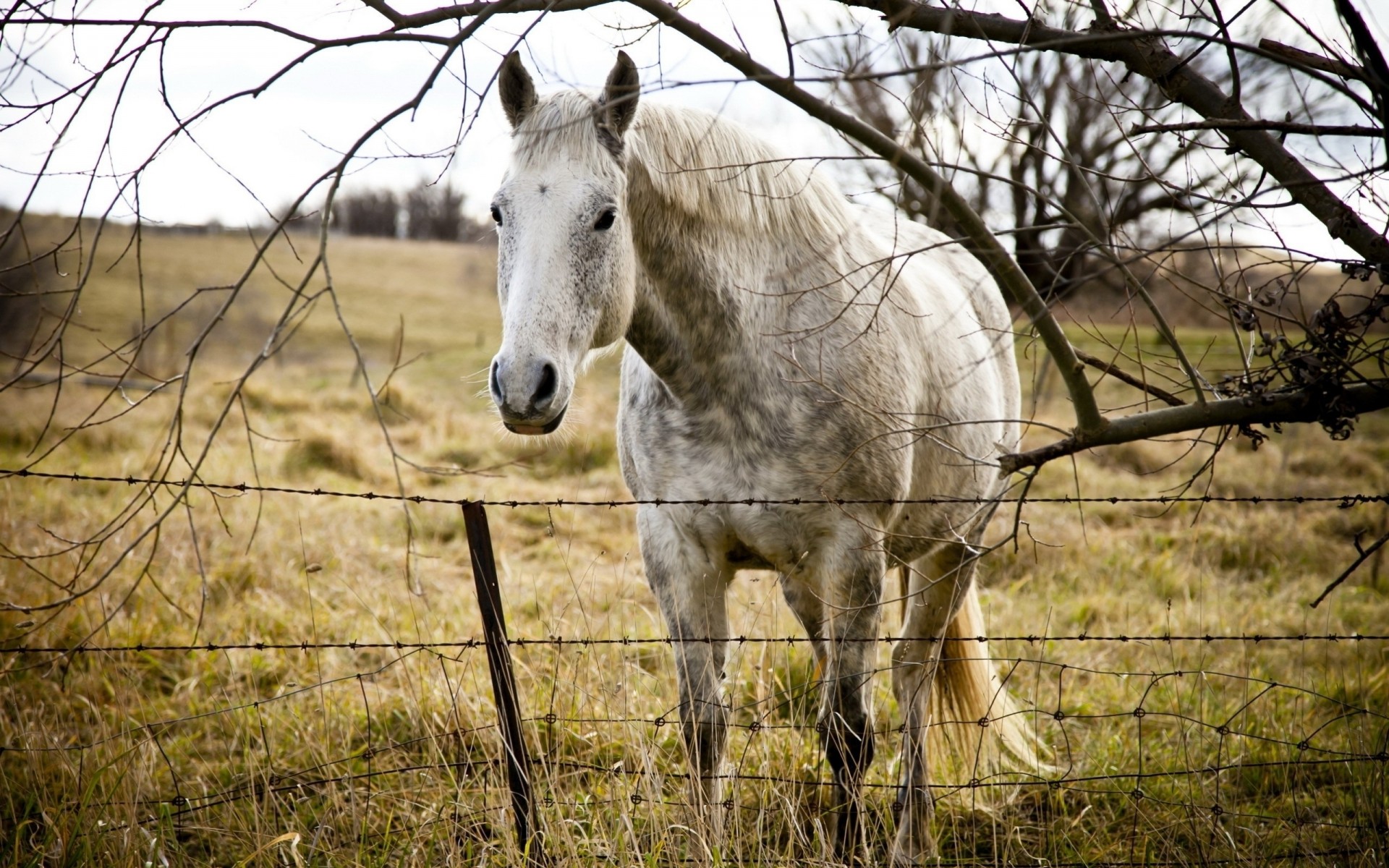 cheval herbe clôture arbre