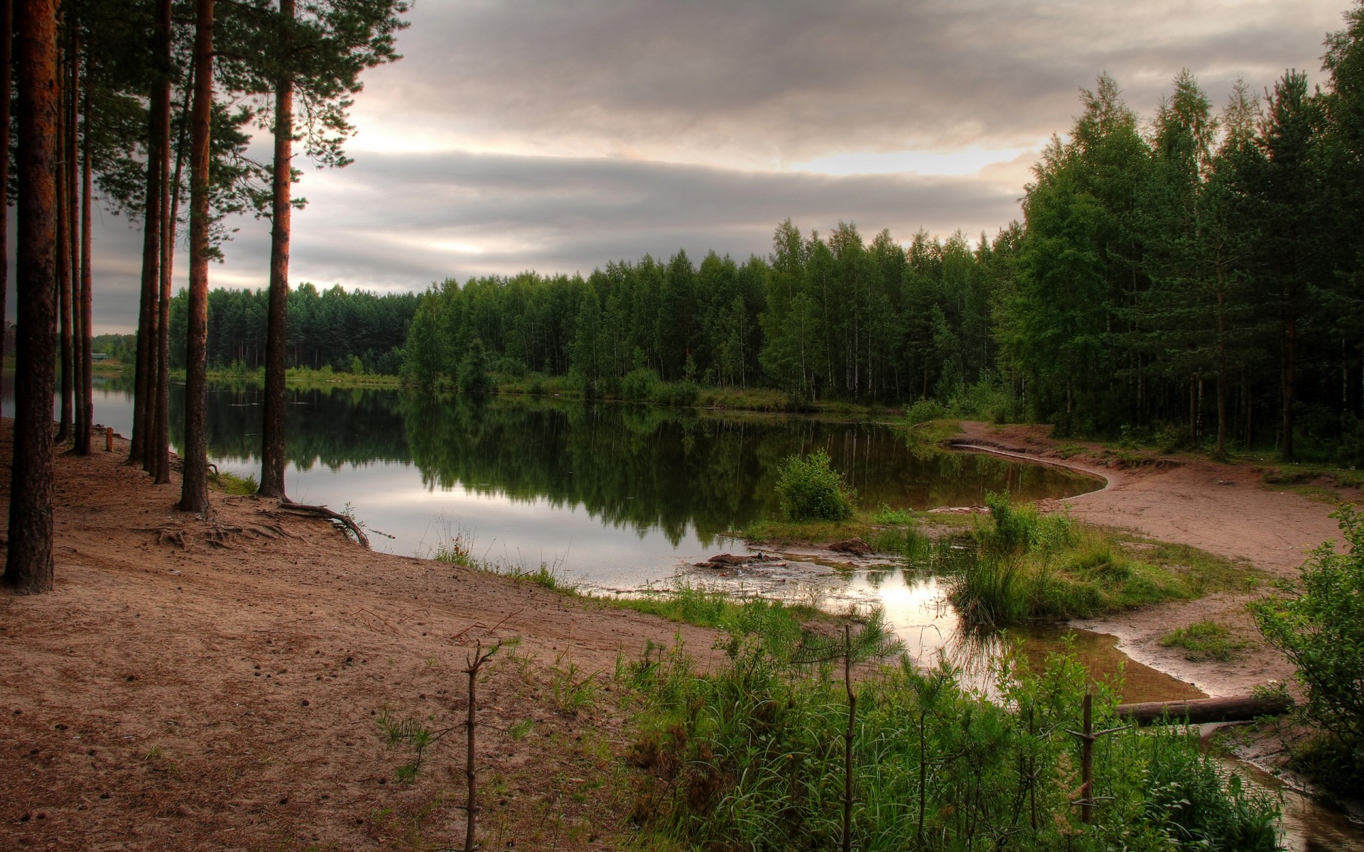 foresta stagno cielo