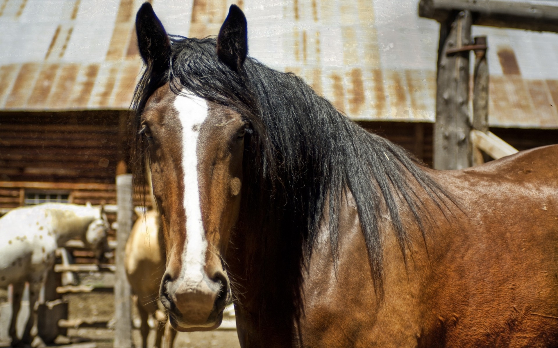 cheval dents vue crinière