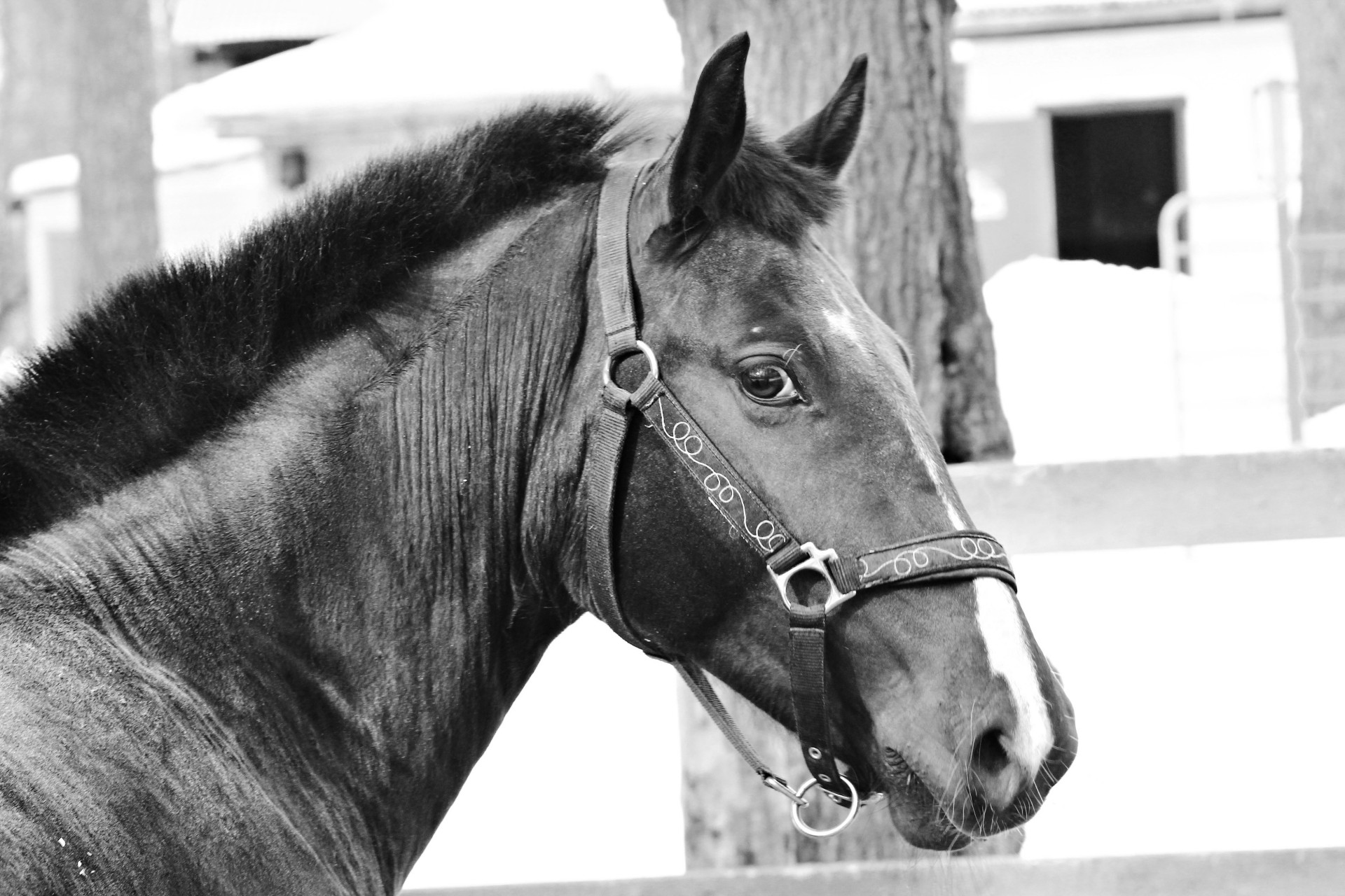 vue dents cheval noir et blanc