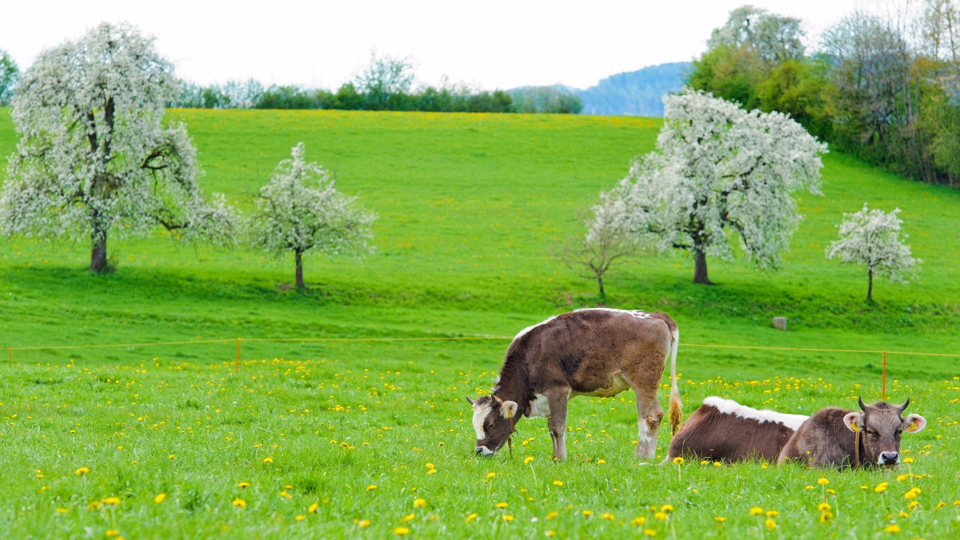 kühe essen gras frühling