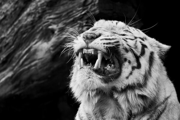 Tigre blanco muestra colmillos foto en blanco y negro