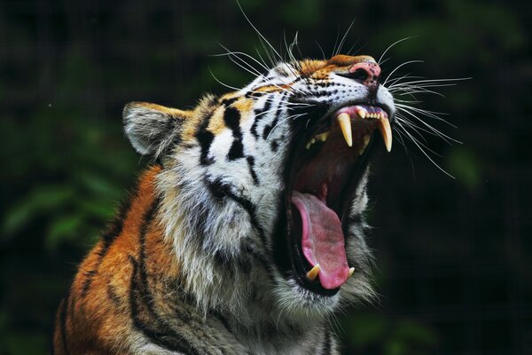 The roar of an angry tiger against the background of nature