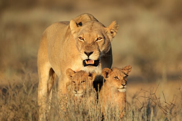 Famille des lions: lionne et lionceaux