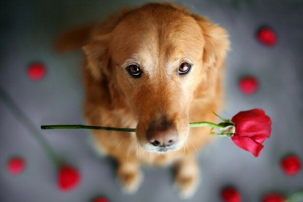 Perro rojo con una rosa en los dientes