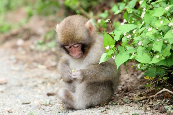 A little monkey looks at a plant