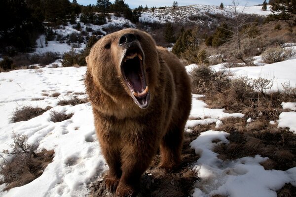 Der Bär wachte nach dem Winterschlaf auf