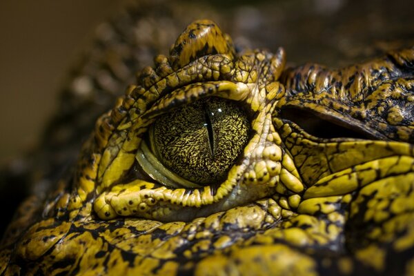 Das nahe Auge eines gefleckten Krokodils