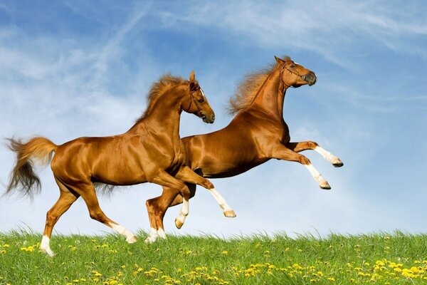 Beautiful horses frolic on the summer field