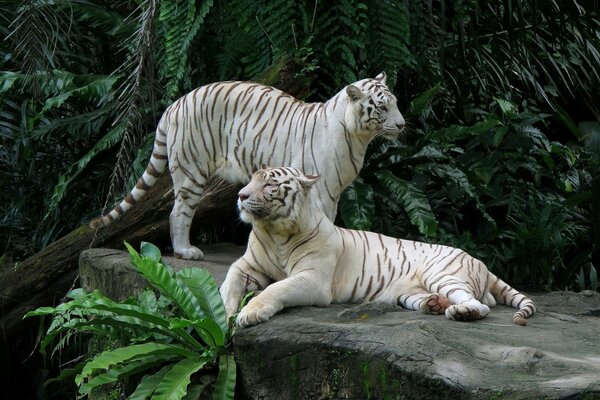 Para białych tygrysów na wakacjach