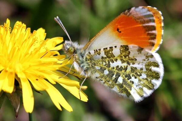 Mariposa en la flor en formato macro