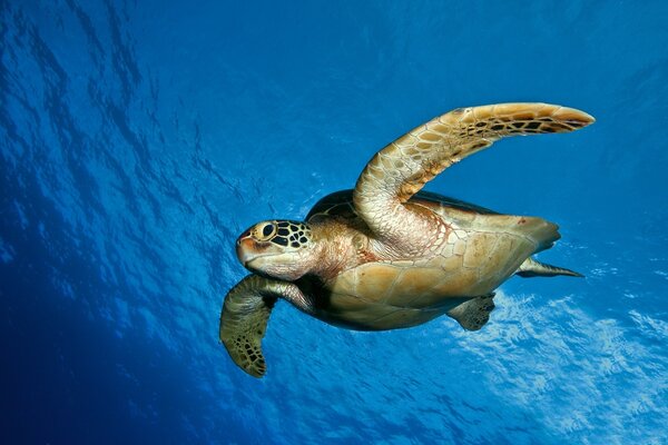 Подводная черепаха в естественной среде обитания
