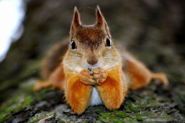 Squirrel on a blurry background