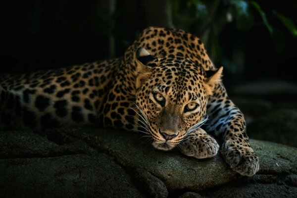 A beautiful leopard is resting on the rocks