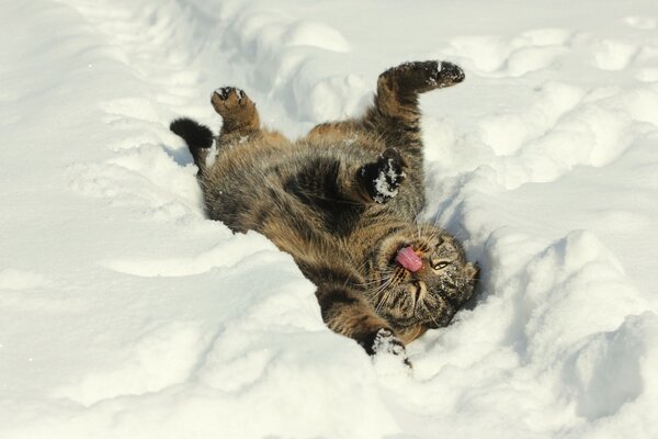 Gatto che giace nella neve. Gatto leccare