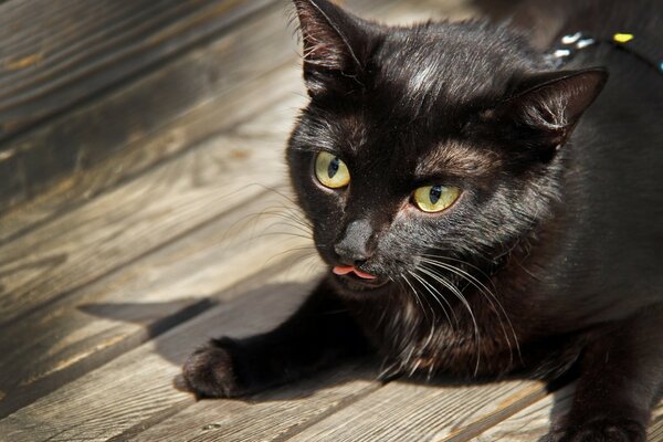 The yellow-eyed black cat bit her tongue