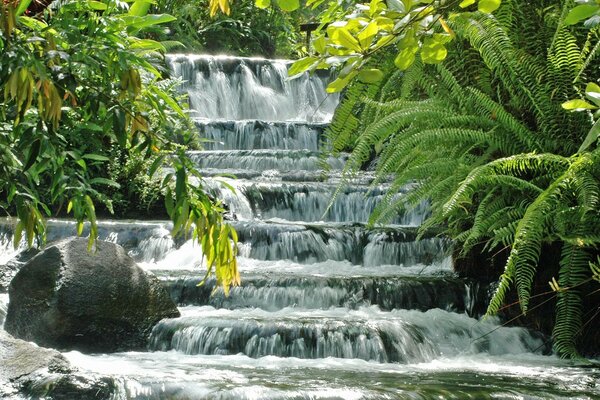 Cascada. cascada de vegetación tropical