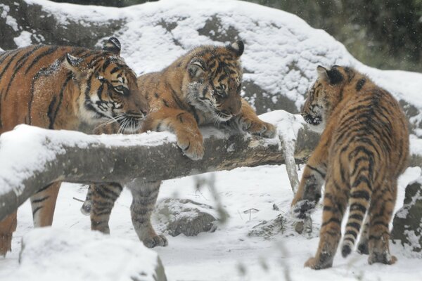 Tigres de Amur en el bosque de invierno