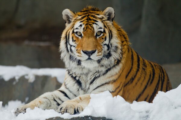 Tigre de l amour couché dans la neige