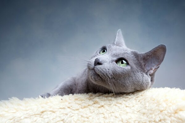 Chat gris aux yeux verts au repos