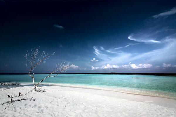 Arena blanca en la playa con un árbol