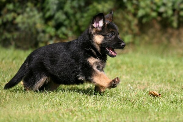 Petit chiot berger allemand