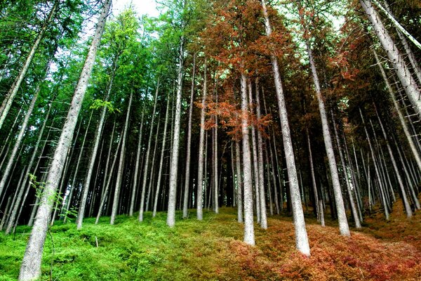 Bunte Bäume, Sträucher und Gras im Wald