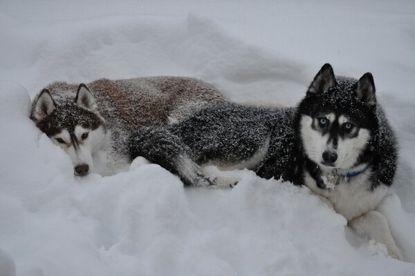 Deux Huskies en hiver dans la neige