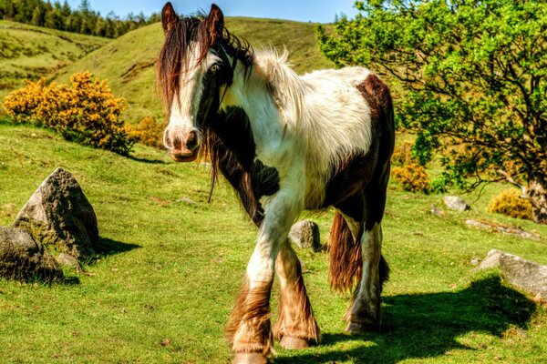 Schönes Pferd, das auf dem Gras läuft