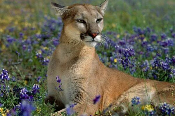 Wild cat in flowers in the meadow