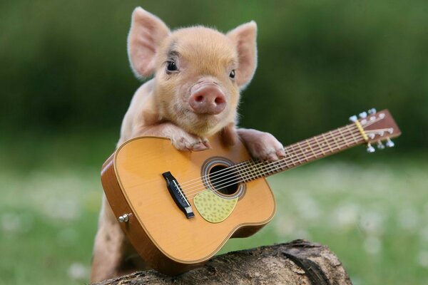 Un cerdo con una guitarra sobre un cáñamo en el fondo de un Prado
