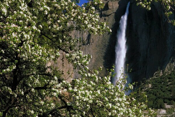 Chute d eau de printemps sur le rocher en été