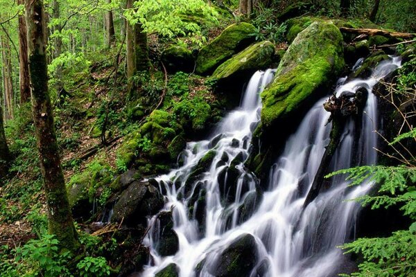 A miracle of nature waterfall in the forest