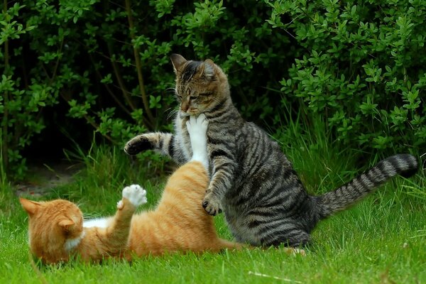 Cats on the green grass