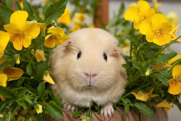 Cavia in fiori gialli