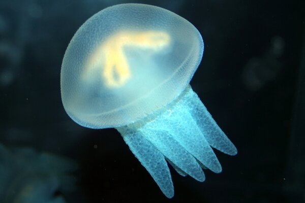 Méduse bleue dans la mer