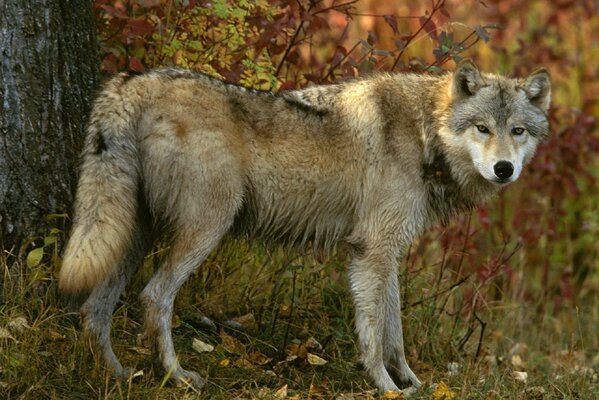 Grauer Wolf im Herbst im Wald