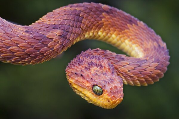 Primo piano di un serpente rosso-arancio con gli occhi verdi